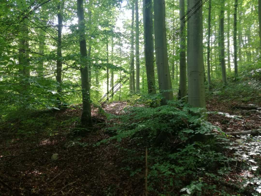 Prvo naturističko planinarenje - kroz šumu, vodu i blato 