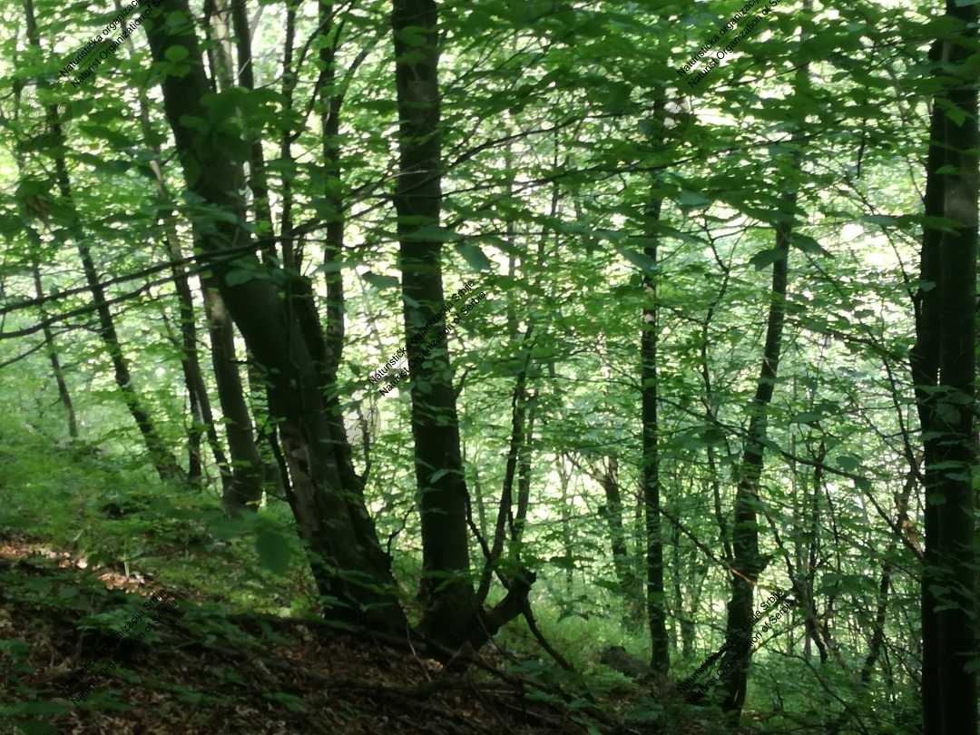 Prvo naturističko planinarenje - kroz šumu, vodu i blato 