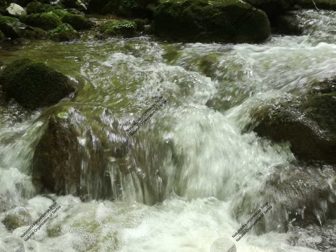 Prvo naturističko planinarenje - kroz šumu, vodu i blato 