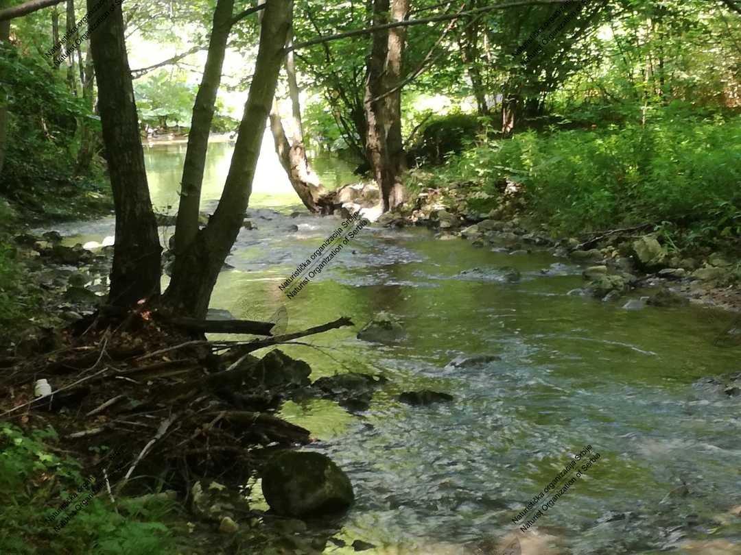 Prvo naturističko planinarenje - kroz šumu, vodu i blato 